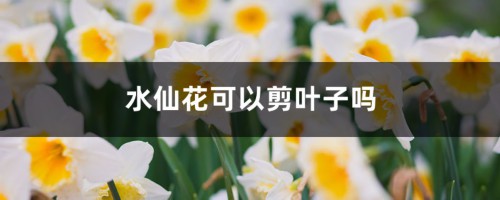 水仙花可以剪叶子吗