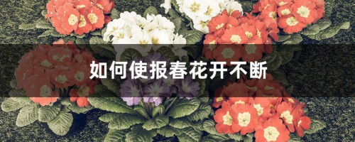 如何使报春花开不断