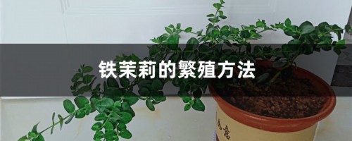 铁茉莉的繁殖方法